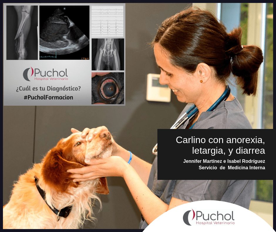 Carlino con anorexia, letargia y disnea