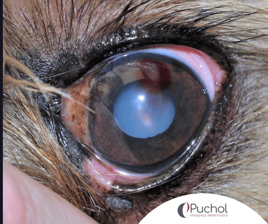 ¿Cuál es tu diagnóstico veterinario? Hemorragia estromal intracorneal