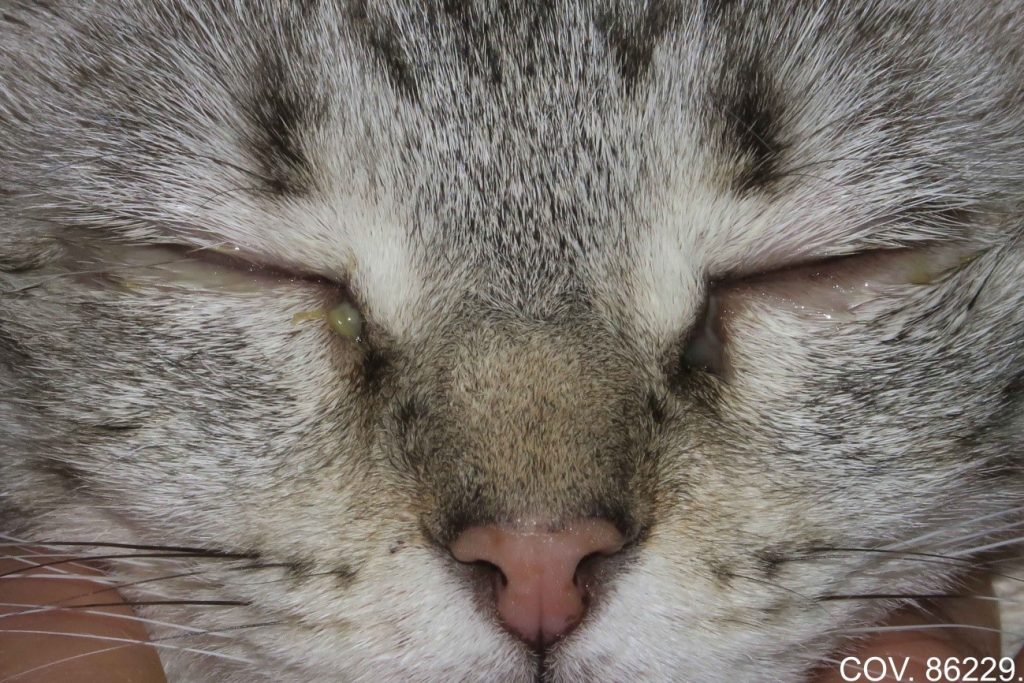 Clamidiasis felina