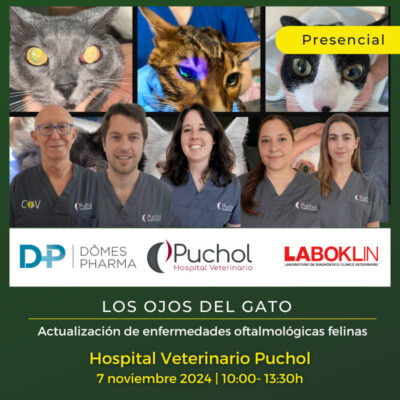 Los ojos del gato: Actualización de enfermedades oftalmológicas felinas