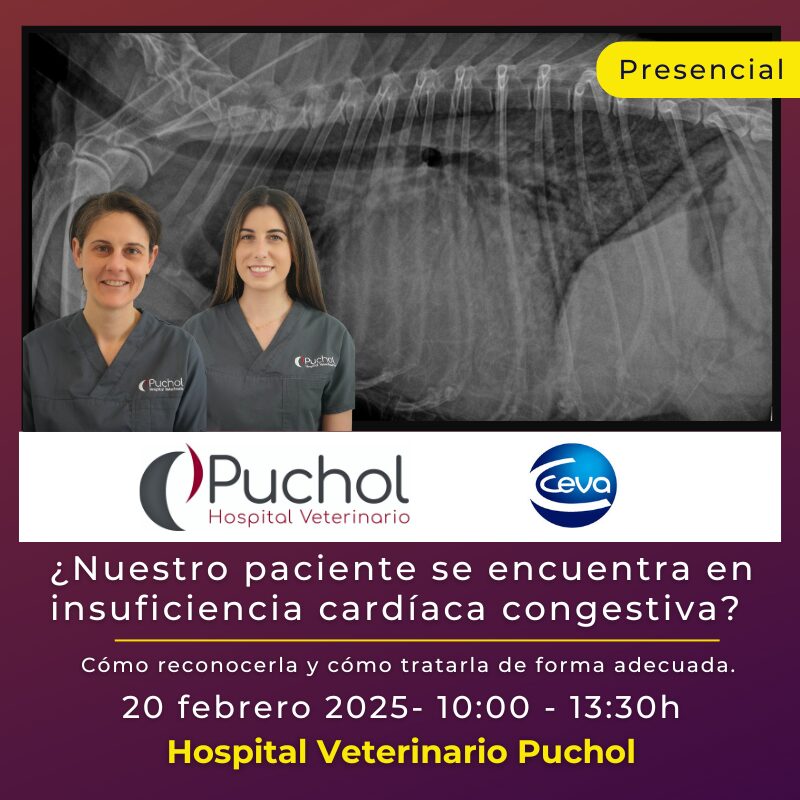¿Nuestro paciente se encuentra en insuficiencia cardíaca congestiva? Cómo reconocerla y cómo tratarla de forma adecuada.