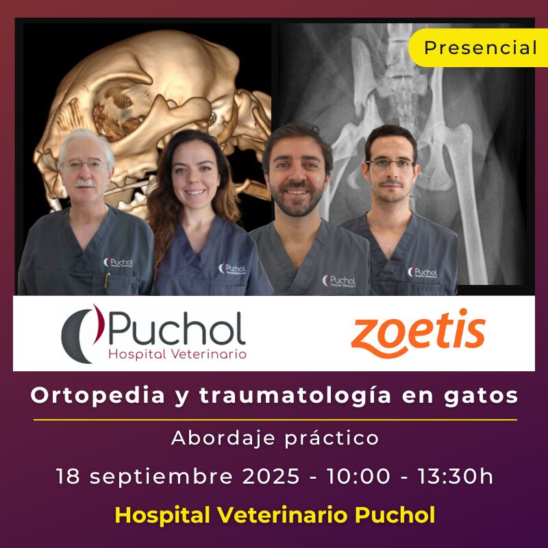 Ortopedia y traumatología en gatos: Abordaje práctico