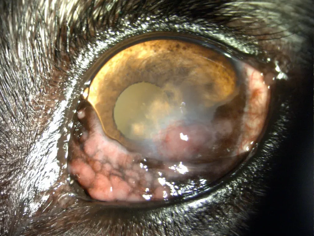 ojo izquiero analisis